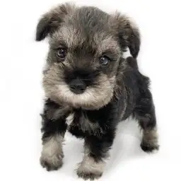 ミニチュア・シュナウザー