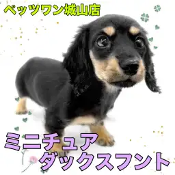 【 ミニチュアダックスフント 】可愛さ無限大！魅力が底知れないダっちゃん登場
