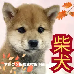 【 柴犬 】和犬代表!柴犬の男の子がマルワン志村坂下店に新しく仲間入りしました!