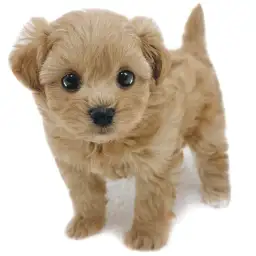 MIX（トイプードル×マルチーズ）