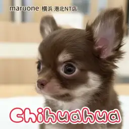 【 チワワ 】手のひらサイズの女の子！カカオ色の天使が仲間入り