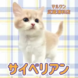【 サイベリアン 】抜群にお顔が可愛いクリーム＆ホワイトの男の子が浦和に登場