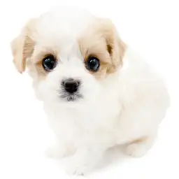 MIX（キャバリアキングチャールズスパニエル×ビションフリーゼ）