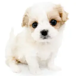 MIX（キャバリアキングチャールズスパニエル×ビションフリーゼ）