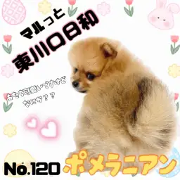 【 マルっと東川口日和No.120 】鮮やかなオレンジの被毛！爆毛ポメちゃん！