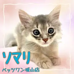 【 ソマリ 】抱っこが大好きでフミフミする！フレンドリーな甘えんぼにゃんこ！