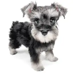 ミニチュア・シュナウザー