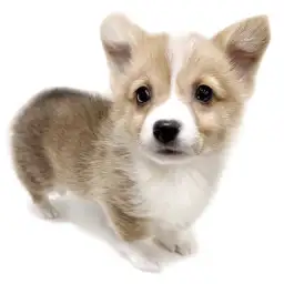 ウェルシュコーギーペンブローク