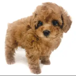 トイ・プードル