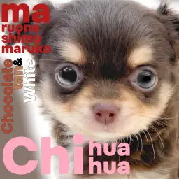 【 チワワ 】女の子らしい可愛さをぎゅっと詰め込んだ小さめサイズの王道チワワ！