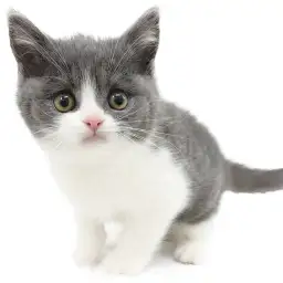 ブリティッシュショートヘア