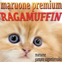 【 ラガマフィン 】母はチャンピオン！プレミアム認定の可愛らしさを誇るスター猫！