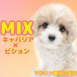 【 MIX 】キャバションの男の子!穏やかで人懐っこい仲間が白楽店に!
