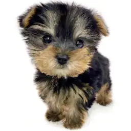 ヨークシャーテリア