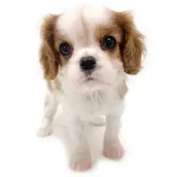 キャバリア・キングチャールズ・スパニエル