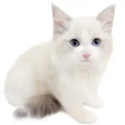 ネヴァマスカレード