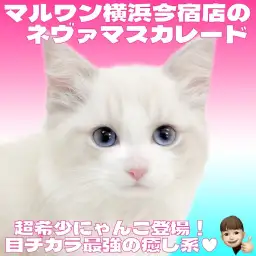 【 ネヴァマスカレード 】超希少種！ブルーの瞳が神秘的な究極のおっとりニャンコ！