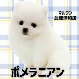 【 ポメラニアン 】プレミアム認定の小さめサイズの男の子が埼玉浦和に登場
