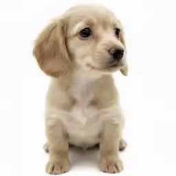 カニンヘン・ダックスフント