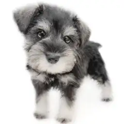 ミニチュア・シュナウザー