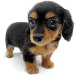 カニンヘン・ダックスフント