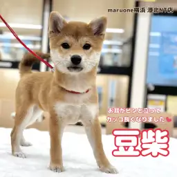 【 豆柴 】生後3ヶ月！お耳がピンと立った表情の変化とお手入れ