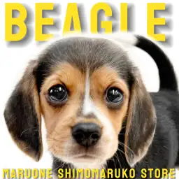 【 ビーグル 】一度会えば心を奪われる元気で愉快な魅力を持つハウンドドッグの相棒