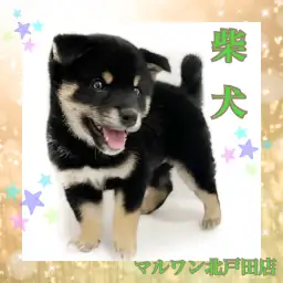 【 柴犬 】黒色の柴犬くんはお茶目で表情豊か！ 愛嬌抜群で賢い男の子！！