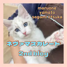 【 ネヴァマスカレード 】2026年の主役？レアで可愛い圧倒的人気者が大和市に！