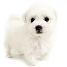 ビションフリーゼ