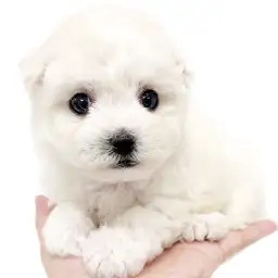 ビションフリーゼ