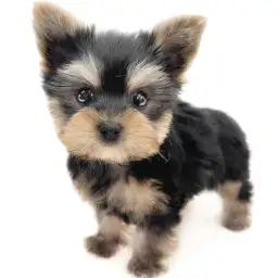 ヨークシャーテリア