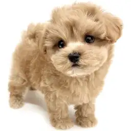 MIX（マルチーズ×トイプードル）