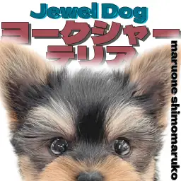 【 ヨーキー 】愛らしいルックスと愛情深さに注目のヨークシャーテリアの女の子！