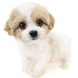 MIX（キャバリアキングチャールズスパニエル×ビションフリーゼ）