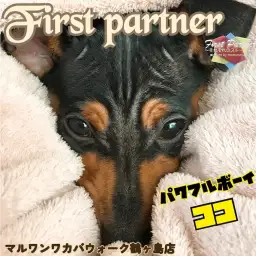 【 ファーストパートナー 】ワカバウォーク鶴ヶ島店スタッフ町田の愛犬物語！