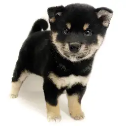 柴犬