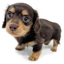 ミニチュア・ダックスフント