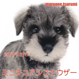 【 ミニチュア・シュナウザー 】遊び上手でしつけやすいソルト＆ペッパーカラーの女の子！