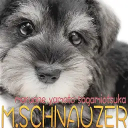 【 シュナウザー 】初心者でもお任せあれ！可愛いルックスと仕草に大注目の女の子！