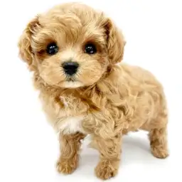 MIX（マルチーズ×トイプードル）