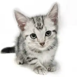 アメリカンショートヘア