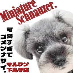 【 ミニチュアシュナウザー 】社交性抜群！モデル並みの可愛さをした穏やかな女の子