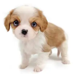 キャバリア・キングチャールズ・スパニエル