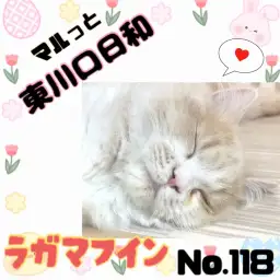 【 マルっと東川口日和No.118 】猫もお洒落を楽しめる！ラガちゃんの初挑戦