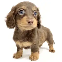 ミニチュア・ダックスフント