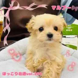【 ほっこり北通vol.260 】短いマズルで小顔の癒し系マルプーちゃんが入店!