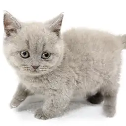 ブリティッシュショートヘア