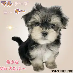 【 MIX犬 】出会えたら奇跡?レアなマルキーちゃん、その可愛さは想像以上!