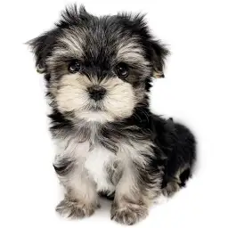 MIX（マルチーズ×ヨークシャーテリア）